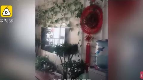 Apartemen Ditinggal 7 Bulan, Berubah Jadi Hutan Saat Kembali - GenPI.co