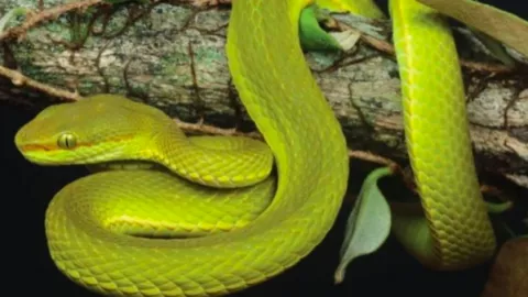 Spesies Ular Baru di India, Namanya Seperti Pendiri Hogwarts - GenPI.co