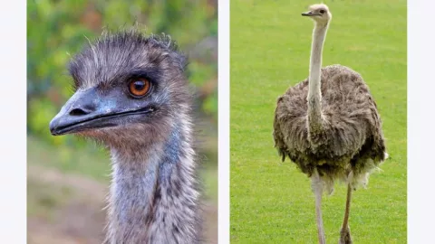 Emu itu Hewan Apa Sih? - GenPI.co