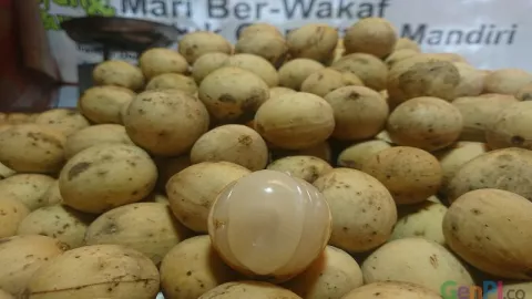 Manfaat Buah Duku Buat Kesehatan yang Jarang Diketahui - GenPI.co