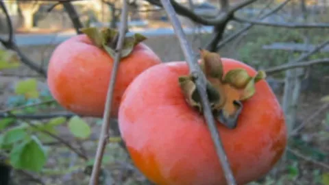 Ternyata Buah Genit Kesemek Banyak Manfaatnya Lho, Apa Saja? - GenPI.co