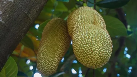 Wajib Tahu! Buah Cempedak Ampuh Atasi Depresi dan Penyakit Lain - GenPI.co