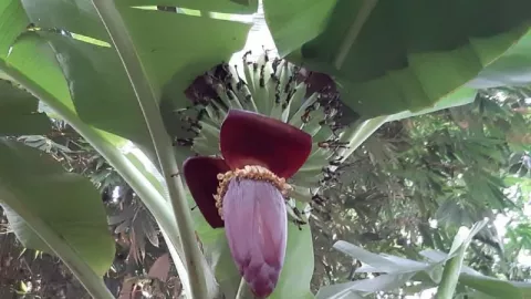Jarang Diketahui, Ternyata Jantung Pisang Punya Segudang Manfaat - GenPI.co