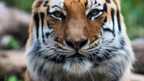 Kasus Pertama, Harimau di New York Positif Virus Corona - GenPI.co