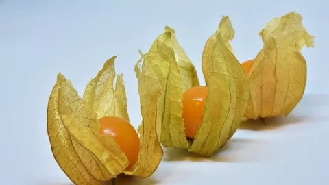 Manfaat Buah Ciplukan, Meningkatkan Daya Tahan Tubuh - GenPI.co
