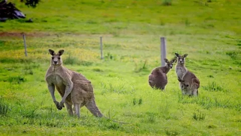 Australia Lockdown, Kanguru Berkeliaran di Pusat Kota - GenPI.co