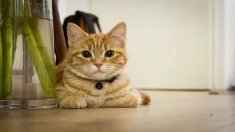 Peneliti Sebut Kucing Paling Rentan Terinfeksi Virus Corona - GenPI.co