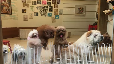 Tak Usah Takut Digigit! Bermain dengan Anjing Lucu di Rumah Guguk - GenPI.co