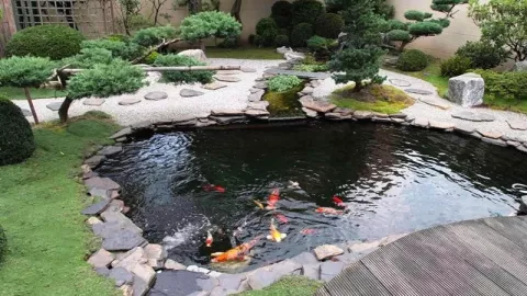 3 Manfaat Memiliki Kolam Ikan di Rumah, Apa Saja? - GenPI.co