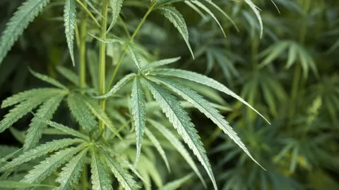 Tanaman Ganja Dilegalkan PBB, Pemerintah Indonesia Keberatan - GenPI.co
