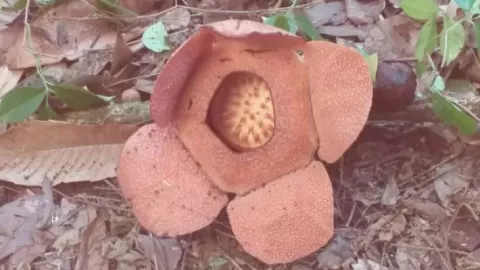 Keren, Dua Tanaman Langka Mekar di Kebun Raya Bogor - GenPI.co