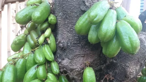 Belimbing Wuluh Ternyata Mampu Obati Jerawat - GenPI.co