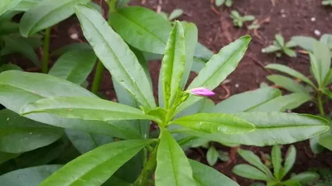 Khasiat Daun Ginseng Ternyata Ampuh Tak Tertandingi - GenPI.co