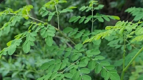 3 Khasiat Daun Kelor Luar Biasa, Salah Satunya Bikin Tambah Greng - GenPI.co