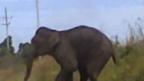 Dianggap Hama, Gajah Dita Mati Meninggalkan Tujuh Temannya - GenPI.co