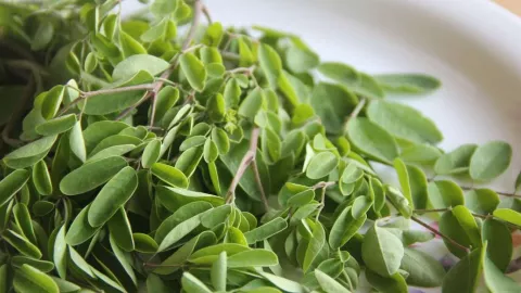 Tak Lagi Mistis, Daun Kelor Kini Bikin Cantik - GenPI.co
