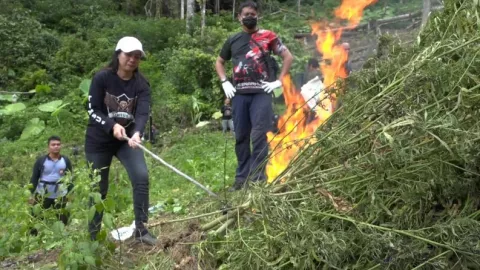 Belasan Hektare Ladang Ganja di Mandailing Natal Dimusnahkan - GenPI.co