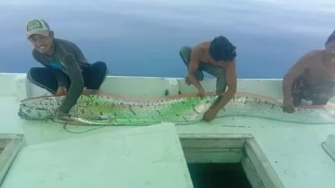 Viral Ikan Oarfish Muncul di Sulawesi, Pertanda Gempa dan Tsunami - GenPI.co