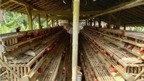 Harga Pakan Melonjak, Peternak Pilih Jual Ayam Petelurnya - GenPI.co