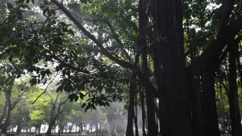 Cerita Horor: Sosok Wanita Pucat Sambut Kami di Pohon Keramat - GenPI.co