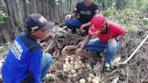 33 Butir Telur Ular Piton Raksasa Ditemukan, Induknya Menghilang - GenPI.co