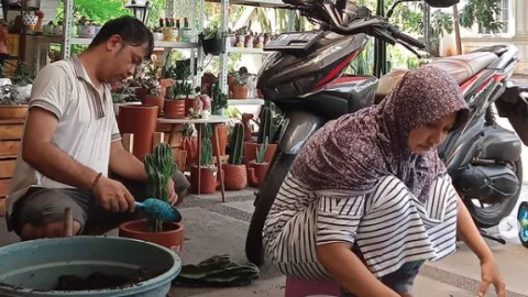 Tanaman Kaktus & Sukulen Cepat Busuk, Apa Tips Khusus Merawatnya? - GenPI.co