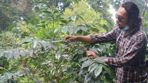 Kabupaten Bogor Produksi 4.004 Ton Kopi Robusta dalam Setahun - GenPI.co JABAR