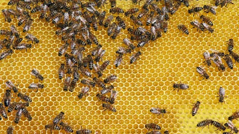 Tidak Hanya Madu, Lilin Lebah juga Banyak Manfaat untuk Kulit - GenPI.co JABAR