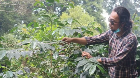 Jumlah Produksi Kopi Robusta di Kabupaten Bogor Nomor 1 di Jabar - GenPI.co JABAR
