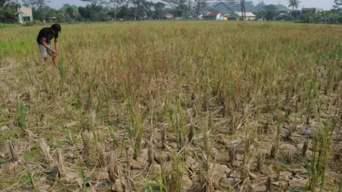 100 Hektare Sawah Kering karena Pembangkit Listrik di Ciherang - GenPI.co JABAR