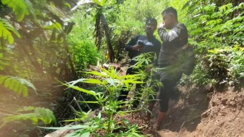 Cara Polisi Antisipasi Ladang Ganja di Gunung Karuhun Cianjur - GenPI.co JABAR