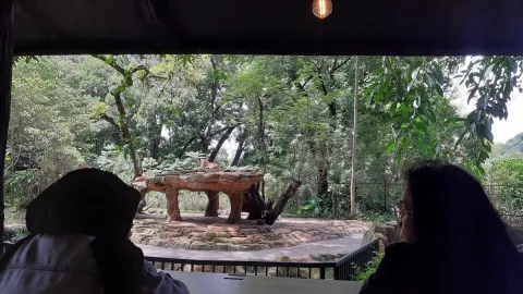 Simba Kafe Bandung, Sensasi Makan Dihadapan Singa - GenPI.co JABAR