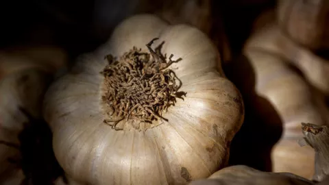 6 Manfaat Bawang Putih untuk Kesehatan, Meningkatkan Kekebalan - GenPI.co JATENG