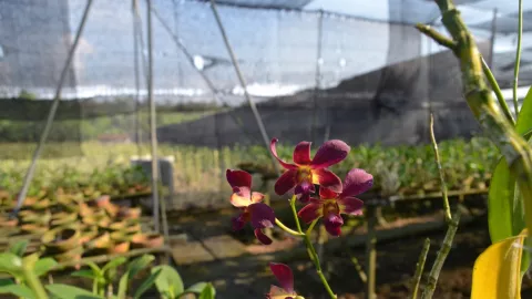 Wisata Penggarit Orchids di Pemalang Manjakan Pecinta Anggrek - GenPI.co JATENG