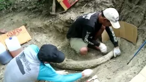 Fosil Gading Gajah Ditemukan di Kudus, Arkeolog Lakukan Ini - GenPI.co JATENG