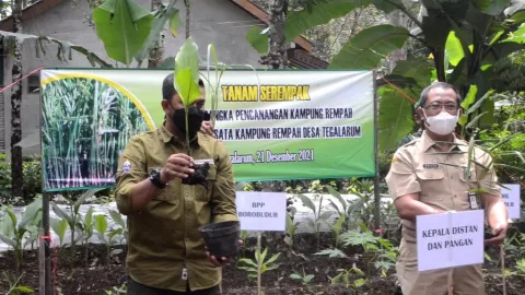 Potensinya Top, Pemkab Magelang Perluas Budidaya Tanaman Obat - GenPI.co JATENG