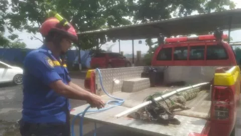 Ngeri! Buaya Muara di Sungai Kuripan Pekalongan Incar Ternak - GenPI.co JATENG