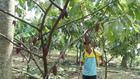 Garap Kemitraan, Produksi Cokelat Batang Ditarget 800 Ton/Tahun - GenPI.co JATENG