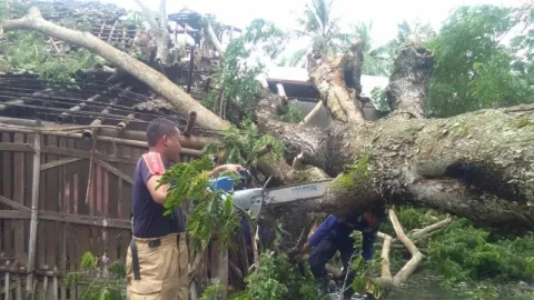 Duh, Pohon Tumbang di Wonosobo Kenai Rumah Warga - GenPI.co JATENG