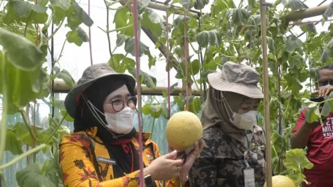 Petani Kalibareng Panen Perdana Melon Venus, Begini Kelezatannya - GenPI.co JATENG