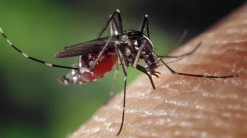 Dampak Banjir Rob Semarang, Anak-Anak Terserang Demam Dengue - GenPI.co JATENG