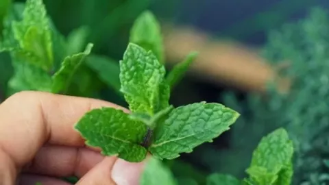 Nikmati Sensasi Daun Mint, Si Tanaman Herbal Kaya Manfaat - GenPI.co JATENG