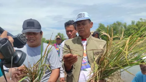 Petani di Demak Gagal Panen 3 Musim Gegara Tol, Tolong Pak Ganjar - GenPI.co JATENG