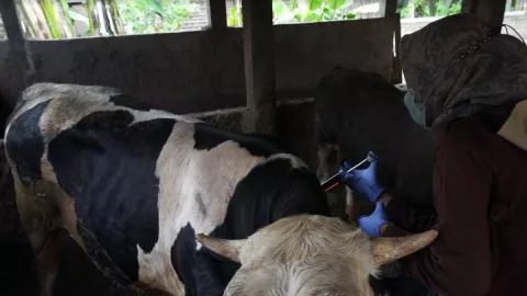 Duh! 37 Hewan Ternak di Jateng Terjangkit Penyakit Mulut dan Kuku - GenPI.co JATENG