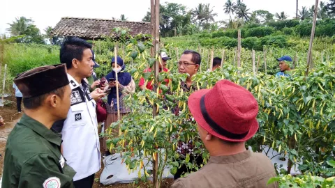 Magelang Jadi Daerah Pemasok Utama Cabai, Kementan Lakukan Ini - GenPI.co JATENG