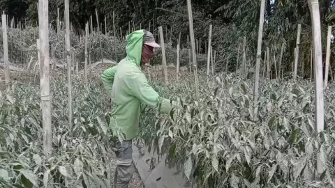 Duh! 1.681 Hektare Tanaman Sayur di Magelang Kena Abu Vulkanik Gunung Merapi - GenPI.co JATENG