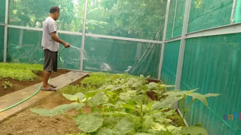 Keren! Ini Kunci Sukses Kampung Sayur Organik di Solo Sejak 2013 - GenPI.co JATENG