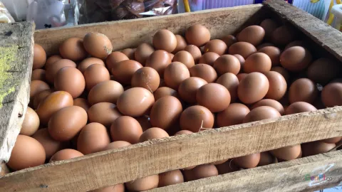 Harga Telur Ayam di Solo Turun Tipis Jadi Rp 27.000/Kg - GenPI.co JATENG