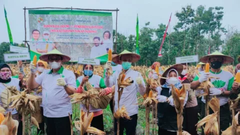 Perhutani-HKTI Panen Raya Jagung di Tuban Seluas 6 Hektare - GenPI.co JATIM