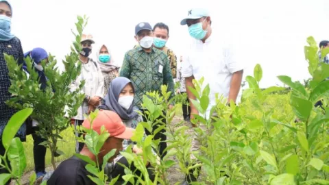 Bupati Ipuk Beri Bantuan Bibit Hortikultura Ke Petani Banyuwangi - GenPI.co JATIM